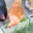 Corys chickens
